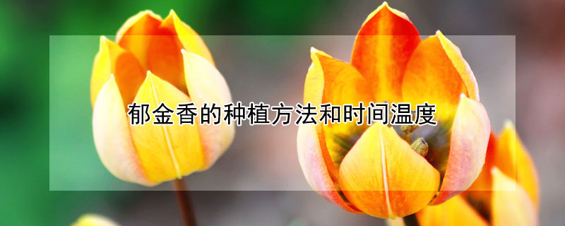 郁金香的種植方法和時(shí)間溫度