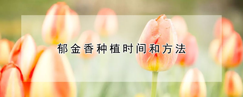 郁金香種植時(shí)間和方法