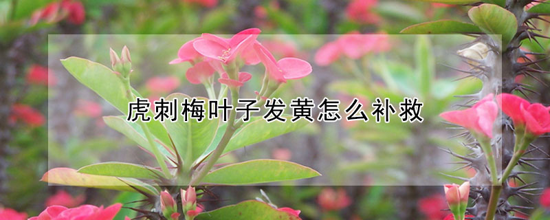 虎刺梅葉子發(fā)黃怎么補(bǔ)救