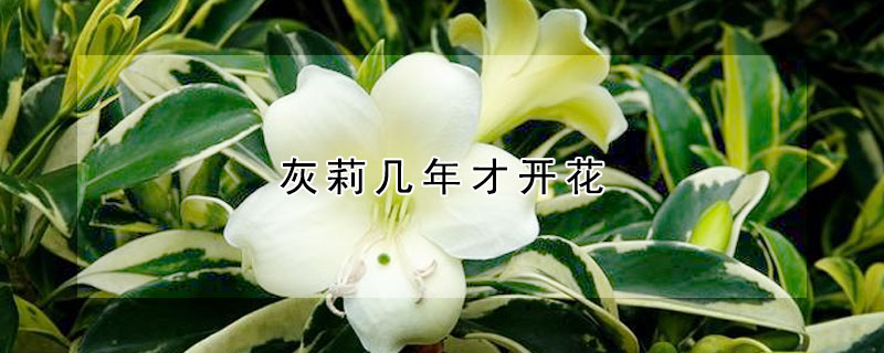 灰莉幾年才開花