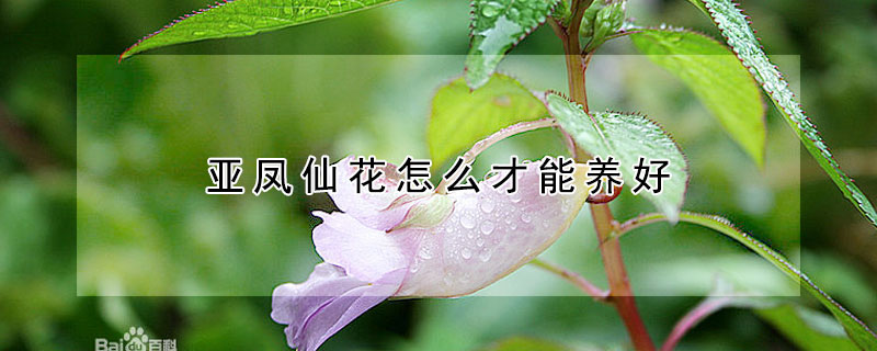 亞鳳仙花怎么才能養(yǎng)好