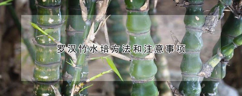 羅漢竹水培方法和注意事項(xiàng)