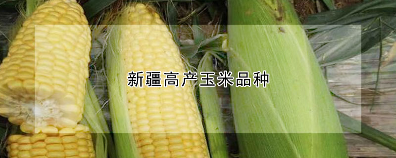 新疆高產(chǎn)玉米品種