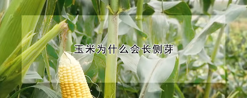 玉米為什么會(huì)長側(cè)芽