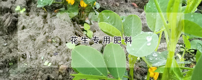 花生專用肥料