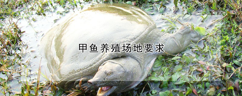 甲魚養(yǎng)殖場地要求