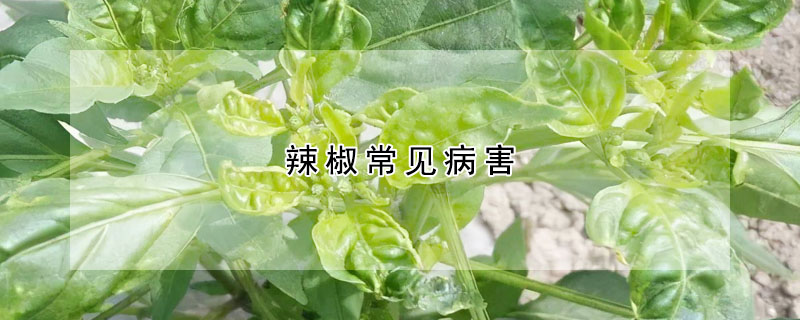 辣椒常見病害