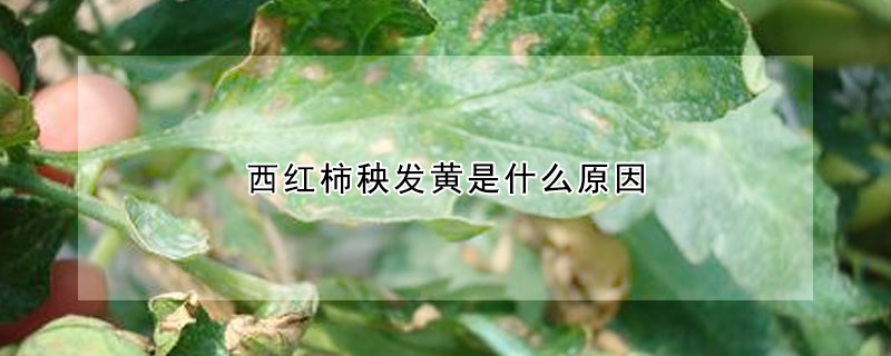 西紅柿秧發(fā)黃是什么原因