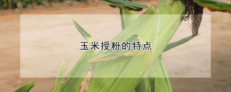 玉米授粉的特點(diǎn)