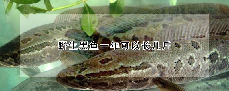 野生黑魚一年可以長幾斤