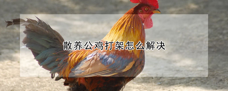 散養(yǎng)公雞打架怎么解決