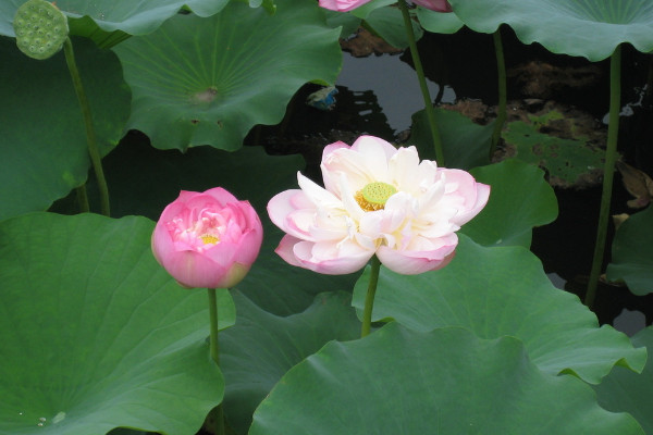 荷花幾月份開(kāi)的最好 荷花泡水有什么好處