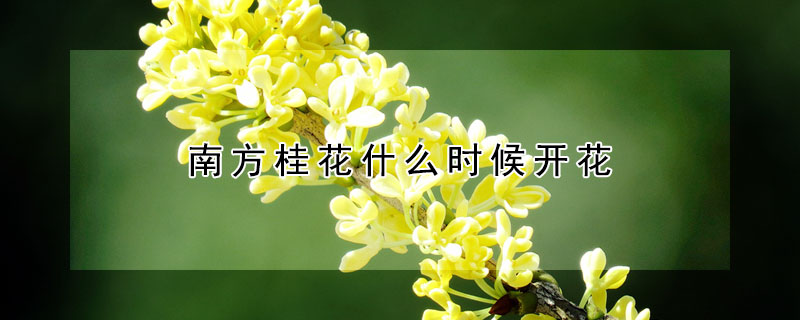 南方桂花什么時候開花