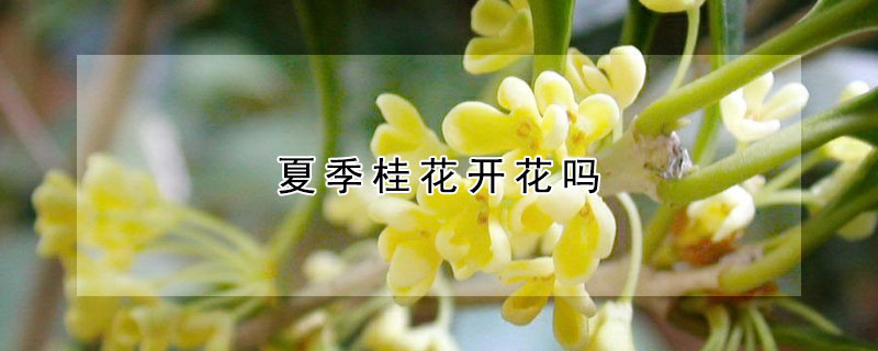 夏季桂花開花嗎