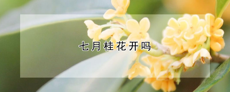 七月桂花開嗎