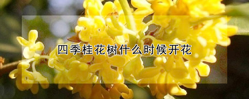 四季桂花樹什么時候開花