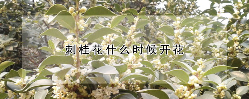 刺桂花什么時(shí)候開花