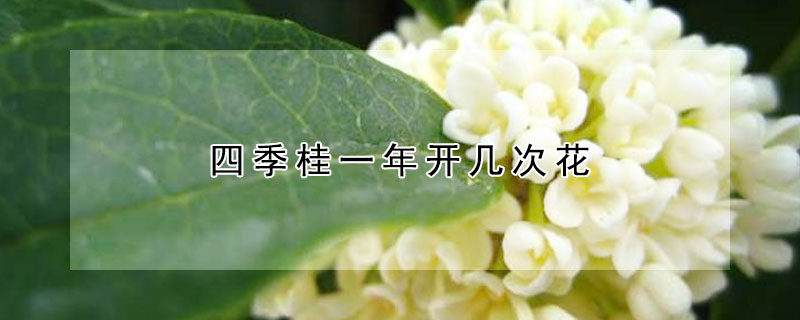 四季桂一年開幾次花