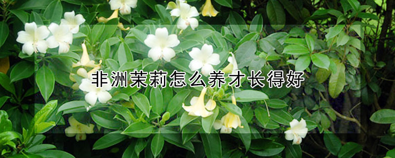 非洲茉莉怎么養(yǎng)才長(zhǎng)得好