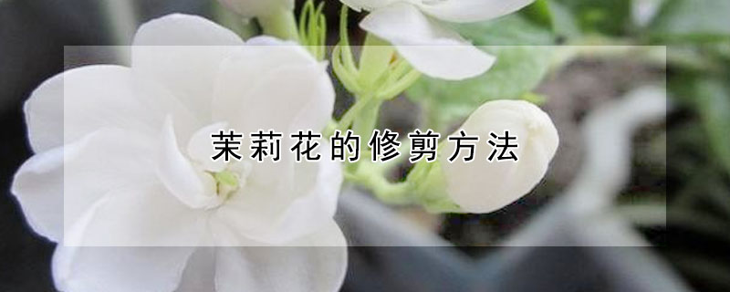 茉莉花的修剪方法