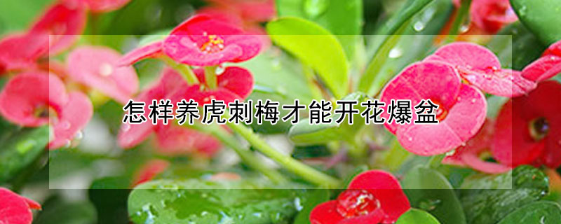 怎樣養(yǎng)虎刺梅才能開(kāi)花爆盆