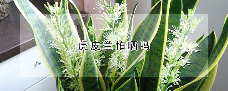 虎皮蘭怕曬嗎