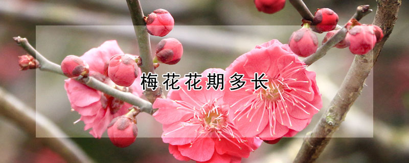 梅花花期多長(zhǎng)