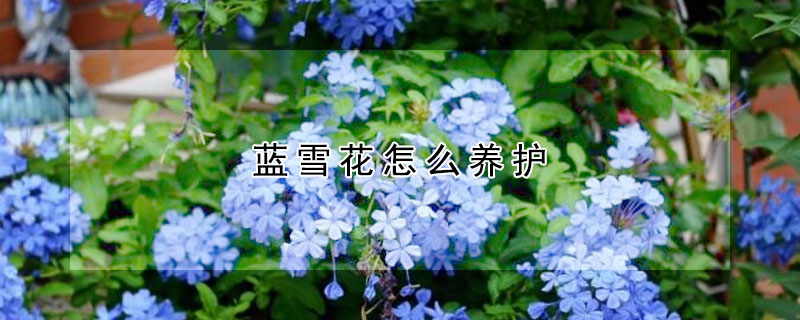 藍雪花怎么養護