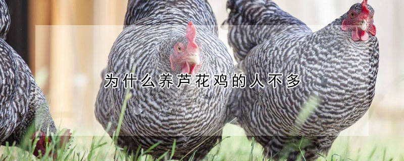 為什么養(yǎng)蘆花雞的人不多