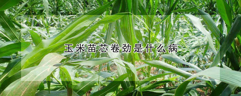 玉米苗芯卷勁是什么病