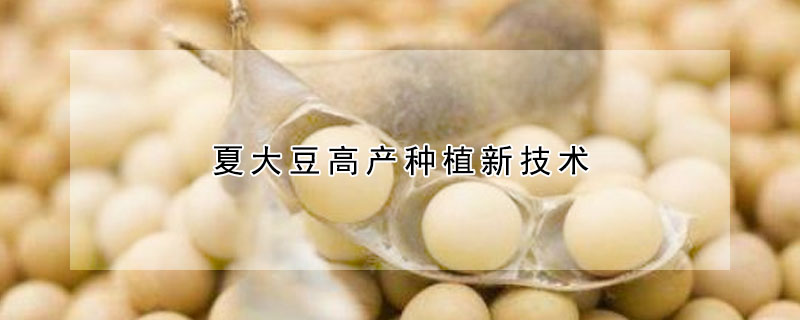 夏大豆高產(chǎn)種植新技術