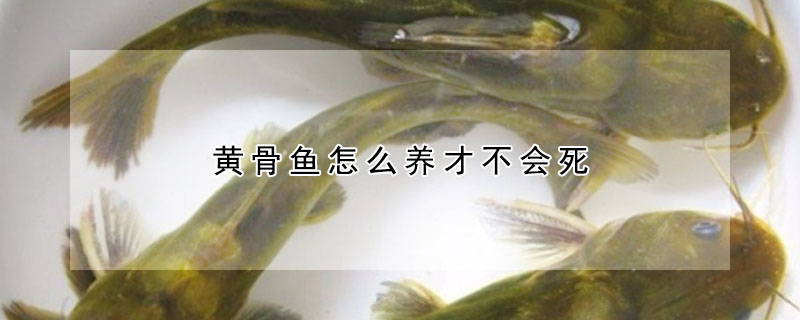 黃骨魚怎么養(yǎng)才不會死