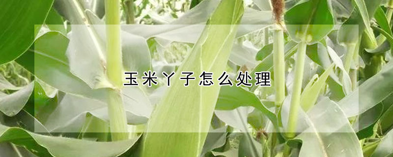 玉米丫子怎么處理