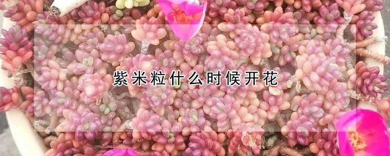 紫米粒什么時候開花