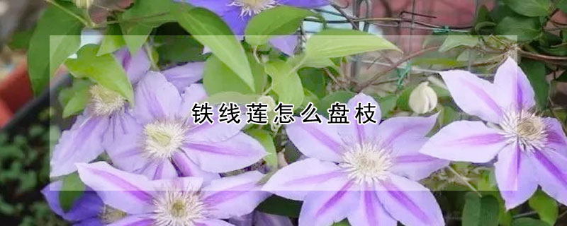 鐵線蓮怎么盤枝