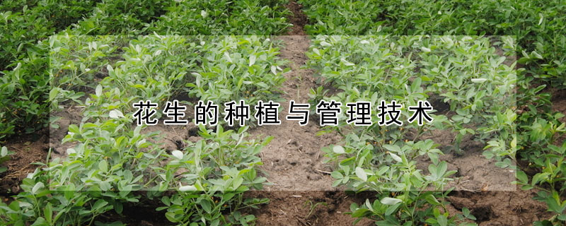 花生的種植與管理技術(shù)