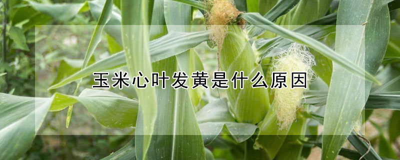 玉米心葉發黃是什么原因