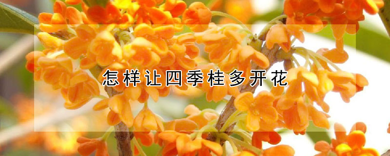 怎樣讓四季桂多開花