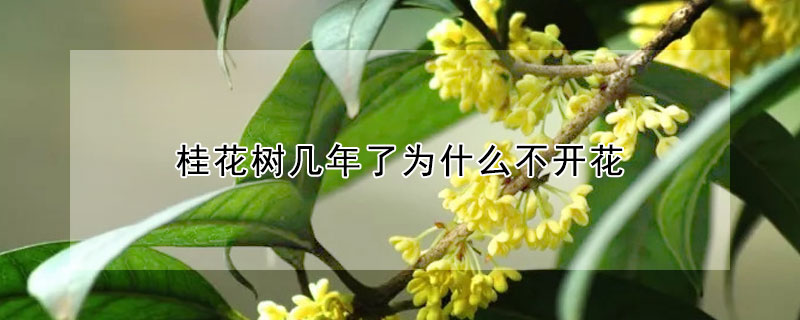 桂花樹幾年了為什么不開花