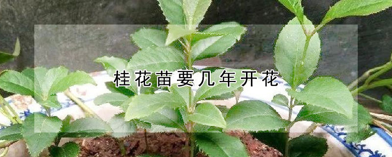 桂花苗要幾年開花