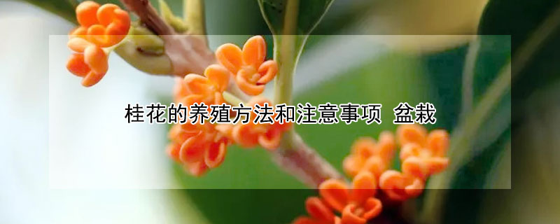 桂花的養(yǎng)殖方法和注意事項 盆栽