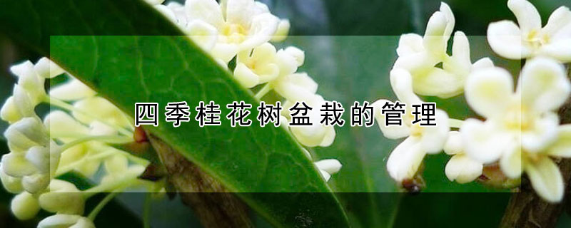 四季桂花樹盆栽的管理