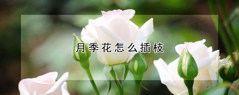 月季花怎么插枝