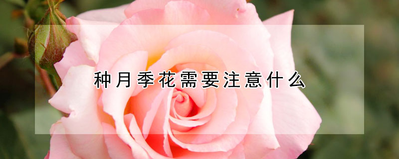 種月季花需要注意什么