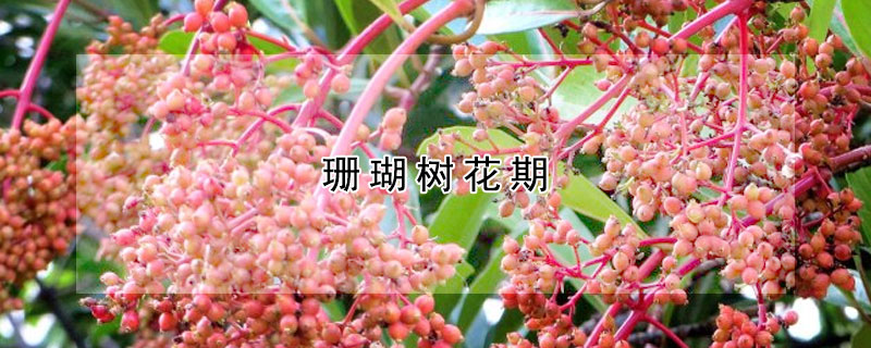 珊瑚樹花期