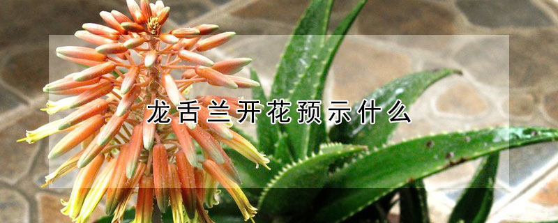 龍舌蘭開花預(yù)示什么