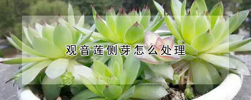 觀音蓮側(cè)芽怎么處理