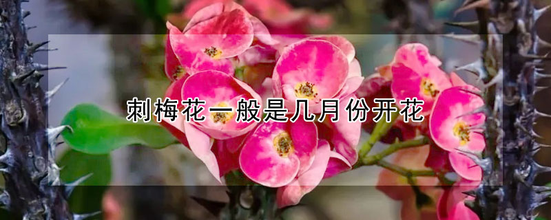 刺梅花一般是幾月份開花