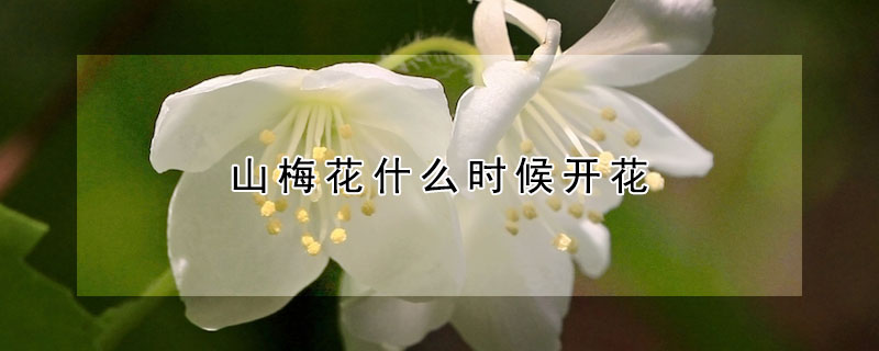 山梅花什么時(shí)候開花