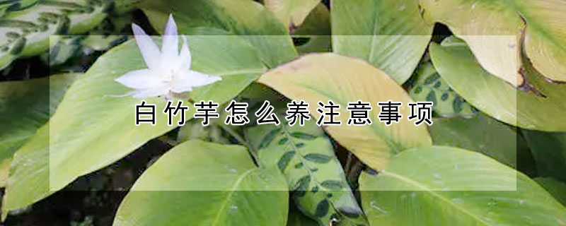 白竹芋怎么養注意事項